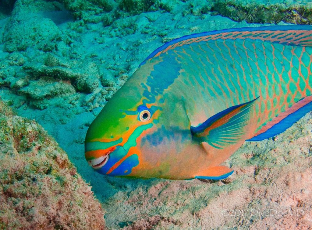 Parrot Fish